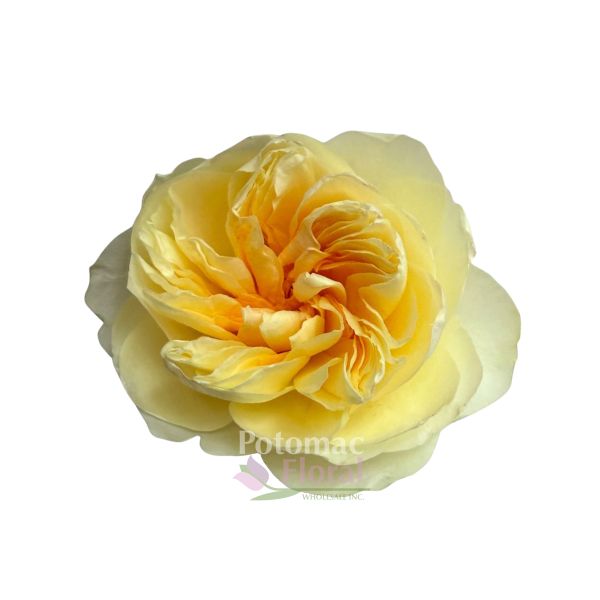 Garden Rose, Antonia Gardens - Potomac Floral Wholesale